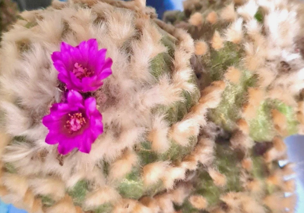 Lophophora jourdaniana 10 Pieces Seeds