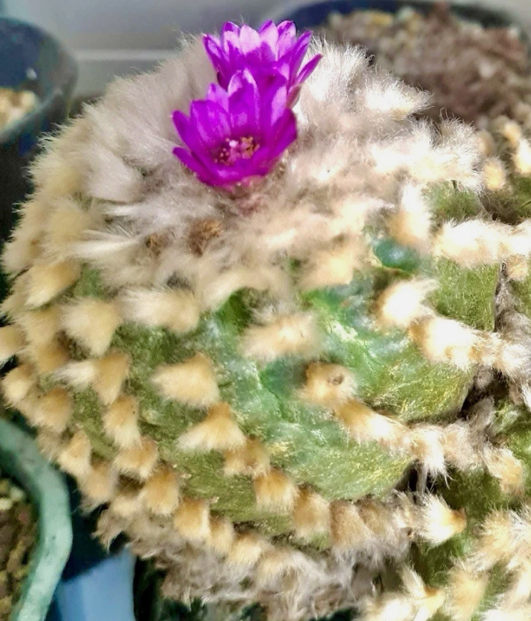 Lophophora jourdaniana 10 Pieces Seeds