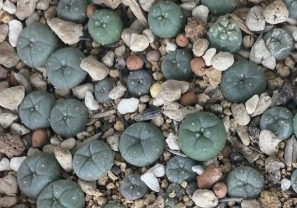 Lophophora jourdaniana 10 Pieces Seeds