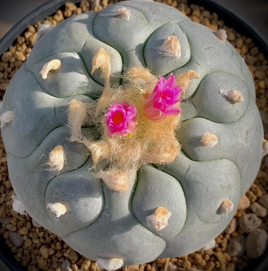 Lophophora fricii cv. Yatagai 10 Pieces Seeds