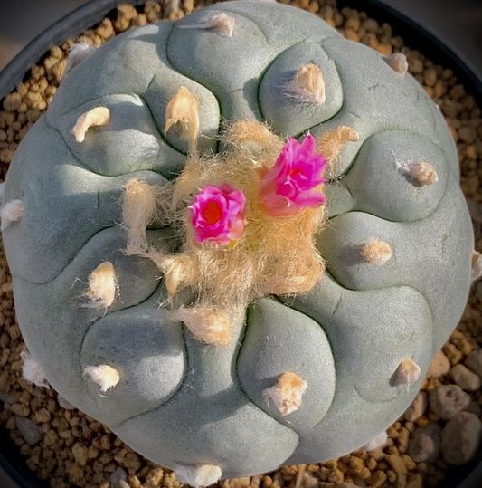 Lophophora fricii cv. Yatagai 10 Pieces Seeds