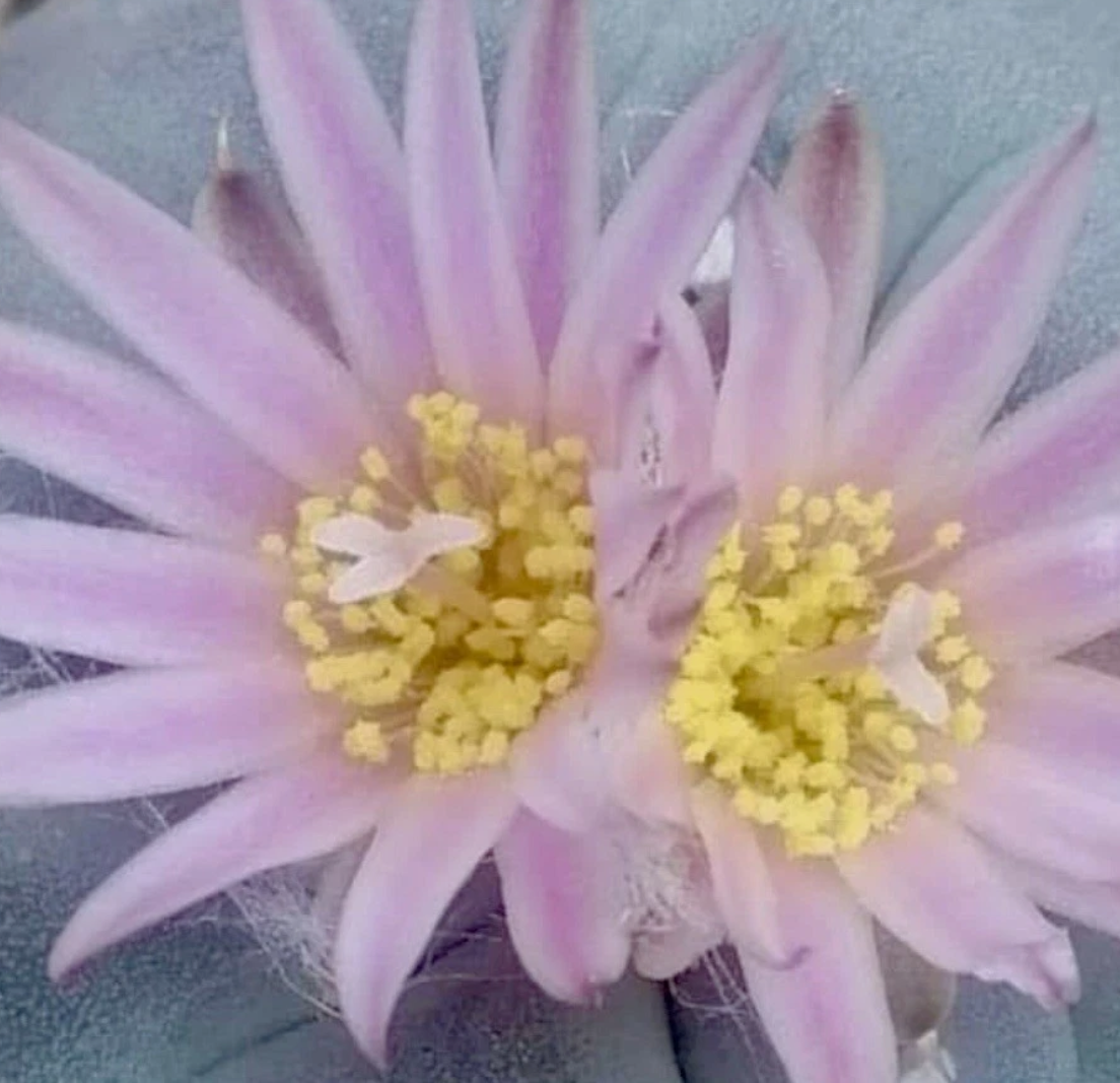 Lophophora Fricii El Amparo 10 Pieces Seeds