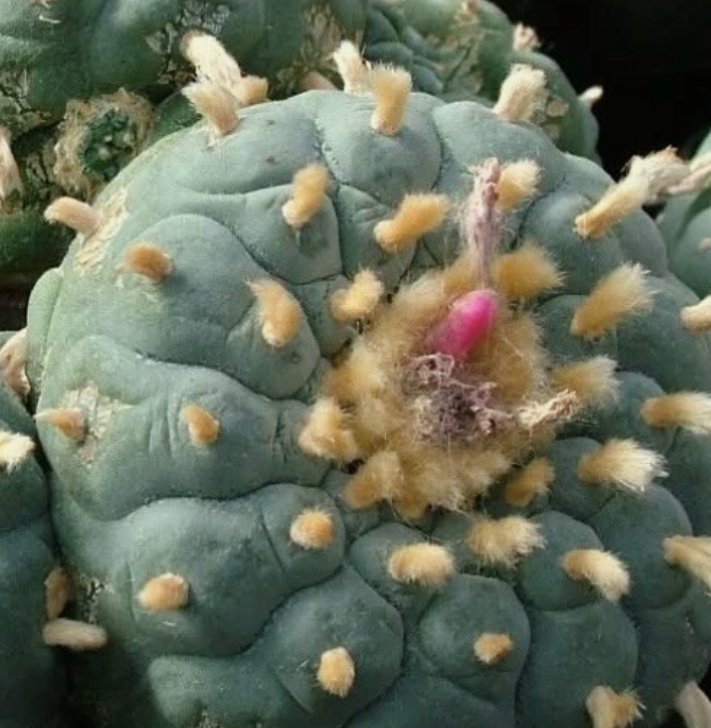 Lophophora Fricii El Amparo 10 Pieces Seeds