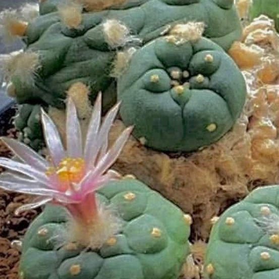 Lophophora Koehresii v. Morita 10 Pieces Seeds