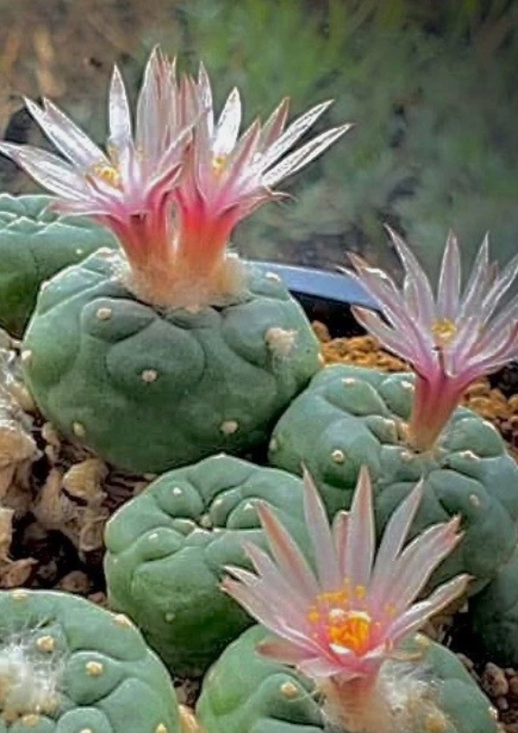 Lophophora Koehresii v. Morita 10 Pieces Seeds