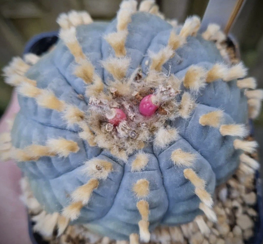 Lophophora williamsii var. huizache 10 Pieces Seeds