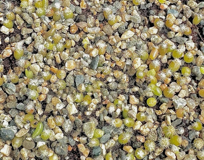 Lophophora williamsii var. huizache 10 Pieces Seeds