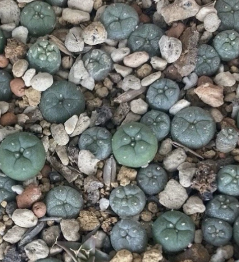 Lophophora williamsii var. huizache 10 Pieces Seeds