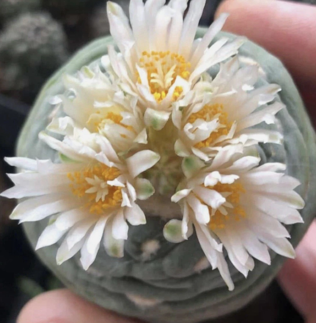 Lophophora alberto-vojtechii 10 Pieces Seeds