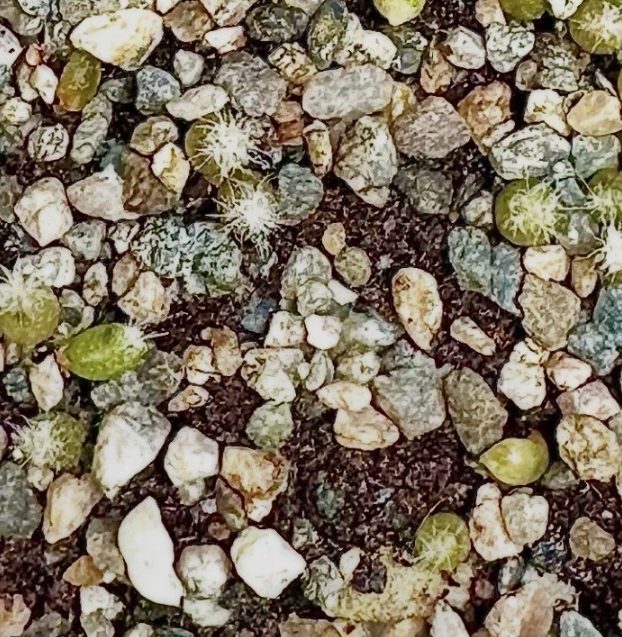 Lophophora alberto-vojtechii 10 Pieces Seeds