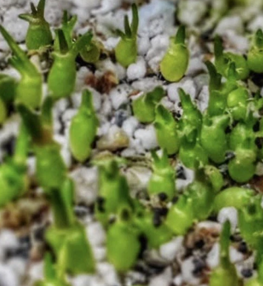 Ariocarpus Confusus cv. “Violet Robe” 10 Pieces Seeds