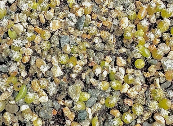 Ariocarpus Confusus cv. “Violet Robe” 10 Pieces Seeds