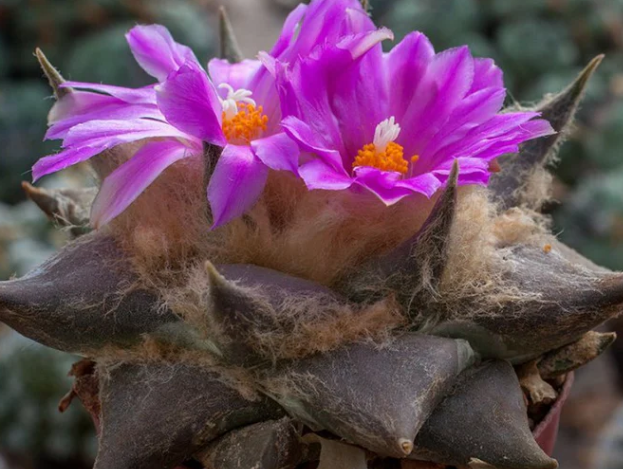 Ariocarpus Confusus cv. “Violet Robe” 10 Pieces Seeds