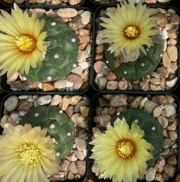 Astrophytum asterias cv. Turtle kikko 10 Pieces Seeds