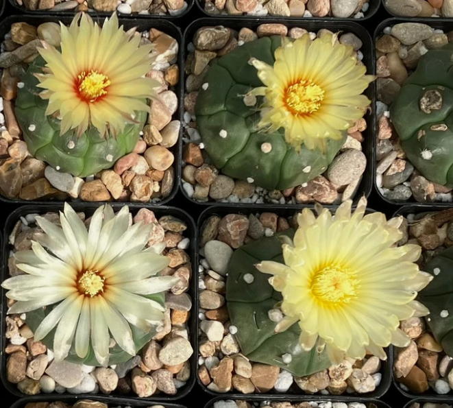 Astrophytum asterias cv. Turtle kikko 10 Pieces Seeds