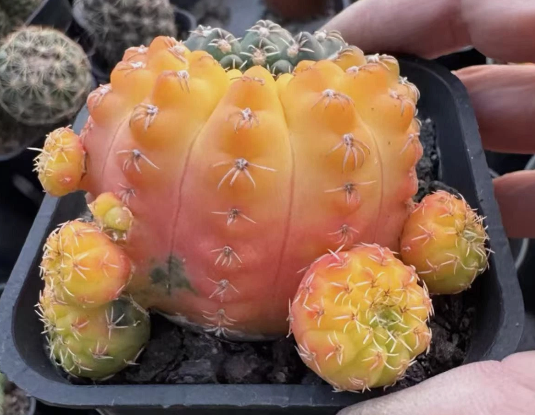 Gymnocalycium quehlianum 10 Pieces Seeds