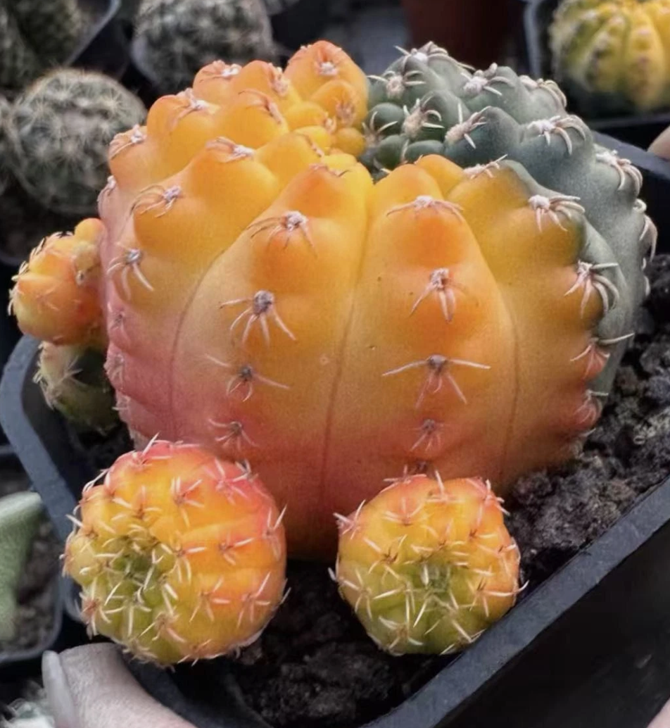Gymnocalycium quehlianum 10 Pieces Seeds