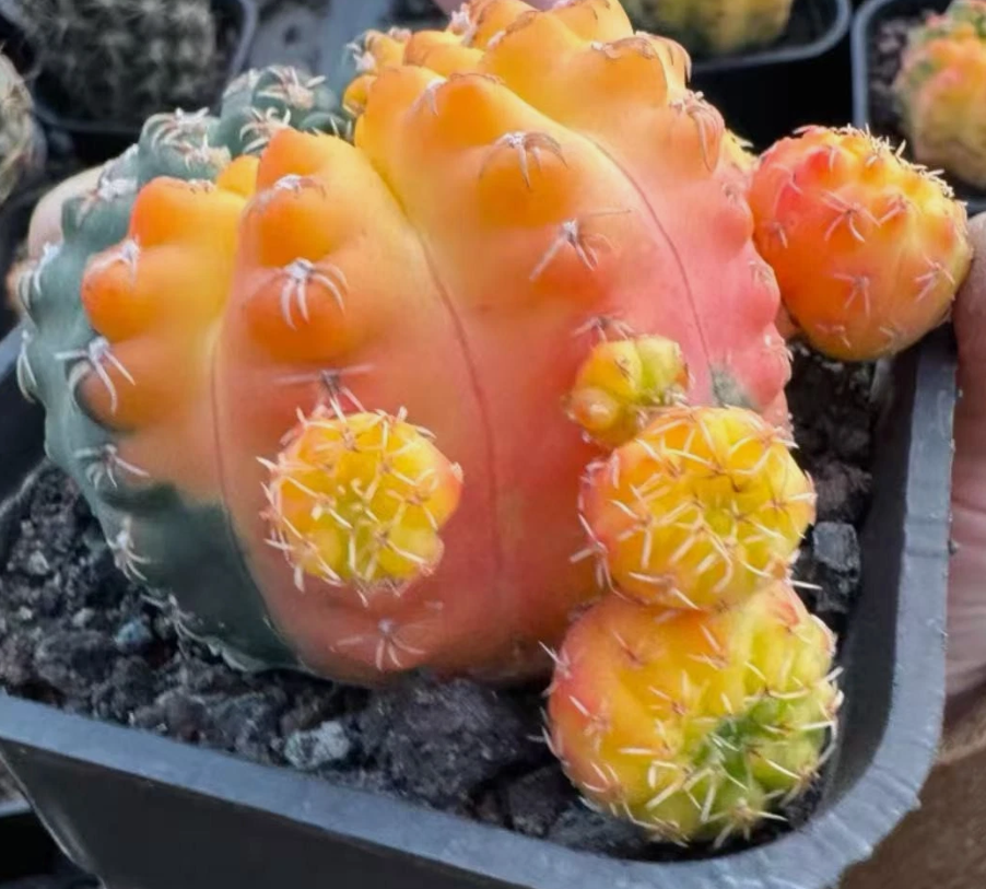 Gymnocalycium quehlianum 10 Pieces Seeds