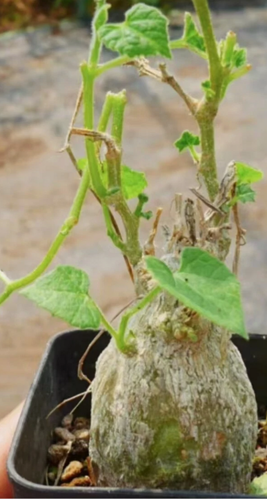 Kedrostis hirtella 5 Pieces Seeds