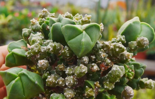 Astrophytum myriostigma Monstata 10 Pieces Seeds