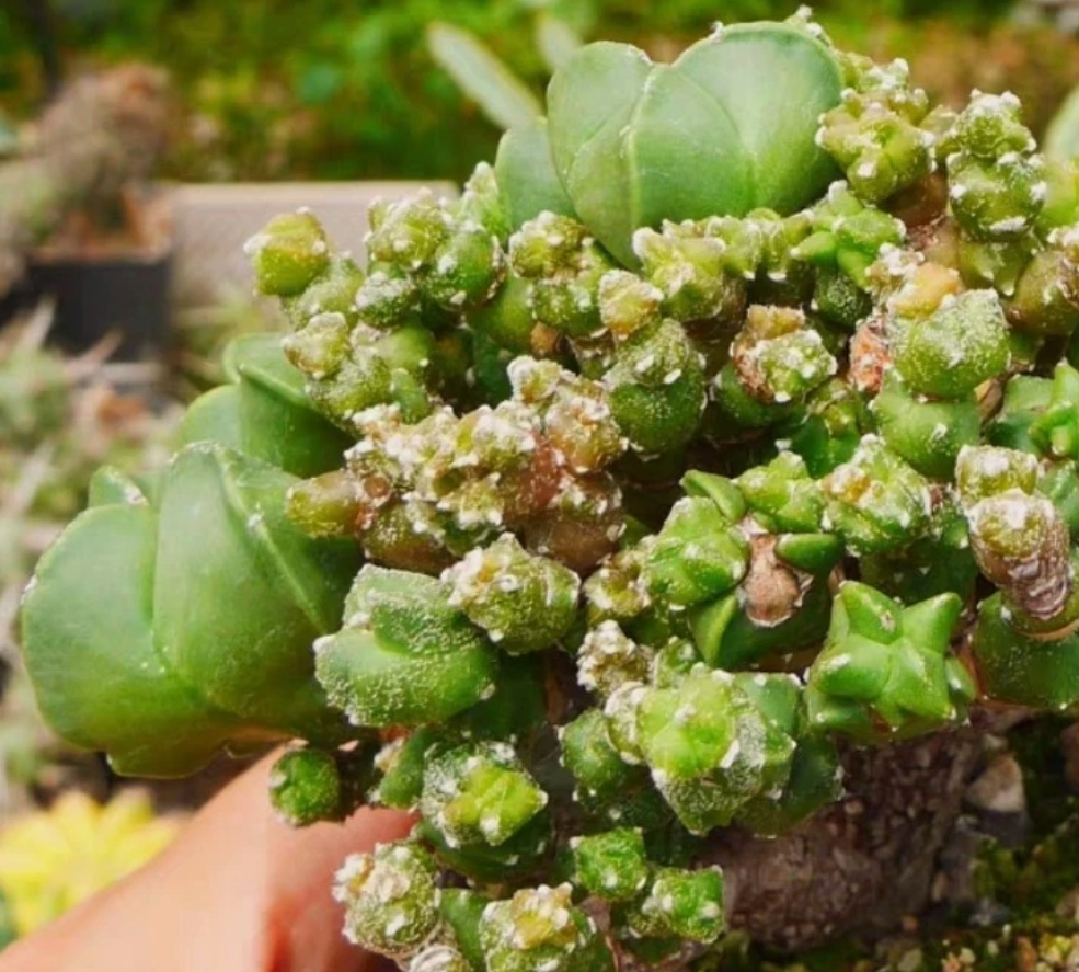 Astrophytum myriostigma Monstata 10 Pieces Seeds