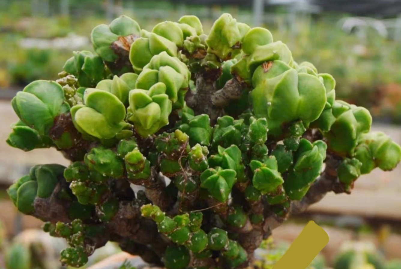 Astrophytum myriostigma Monstata 10 Pieces Seeds