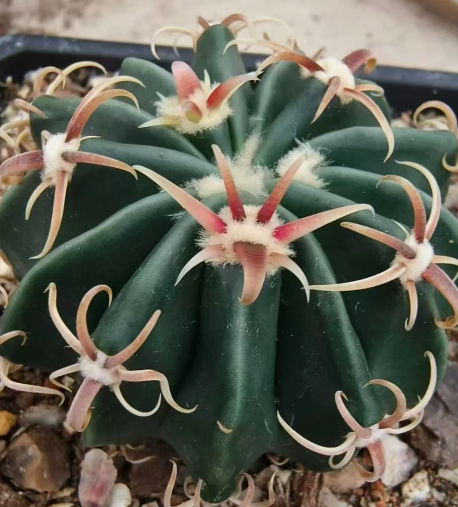 Echinocactus texensis 10 Pieces Seeds