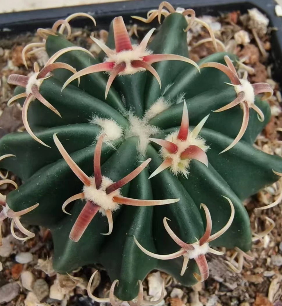 Echinocactus texensis 10 Pieces Seeds