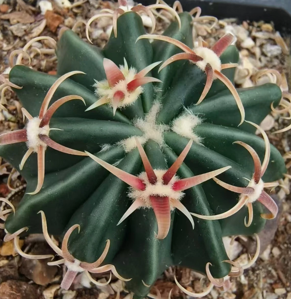 Echinocactus texensis 10 Pieces Seeds