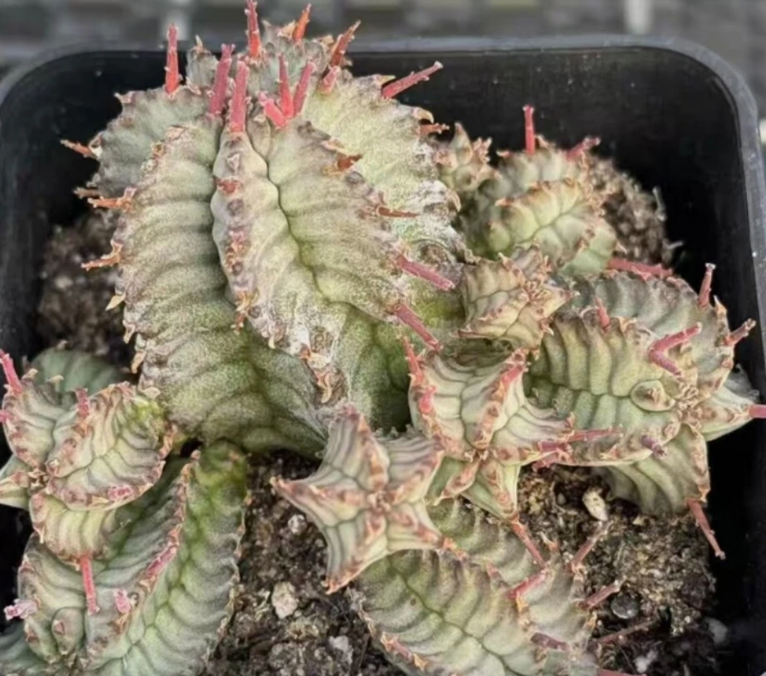 Euphorbia horrida 7 Pieces Seeds