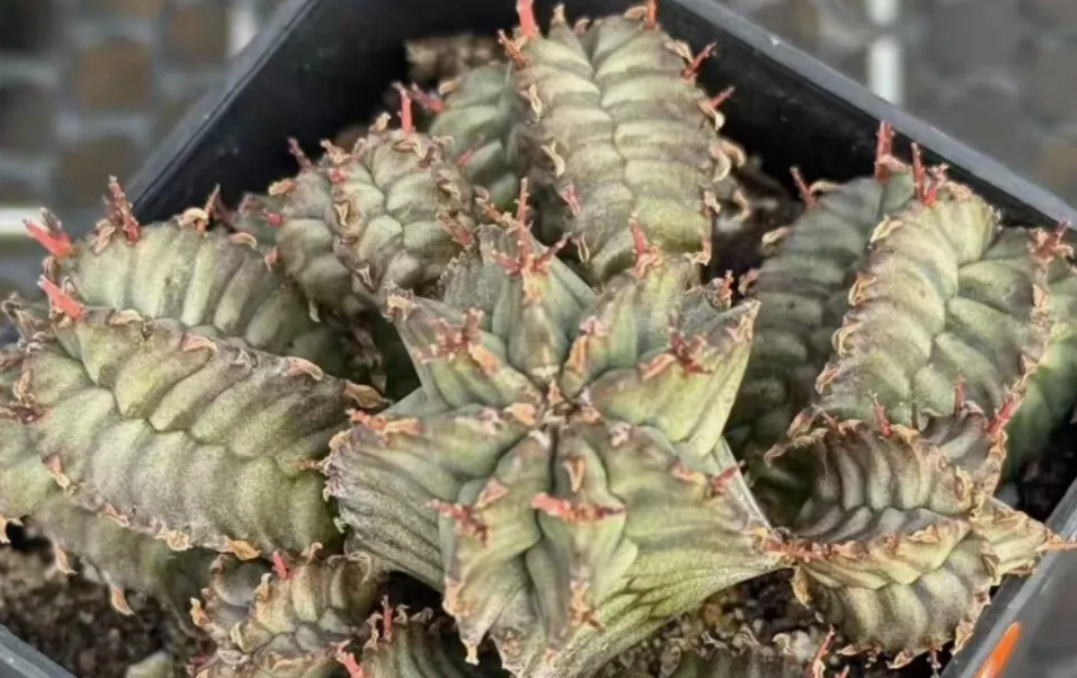 Euphorbia horrida 7 Pieces Seeds