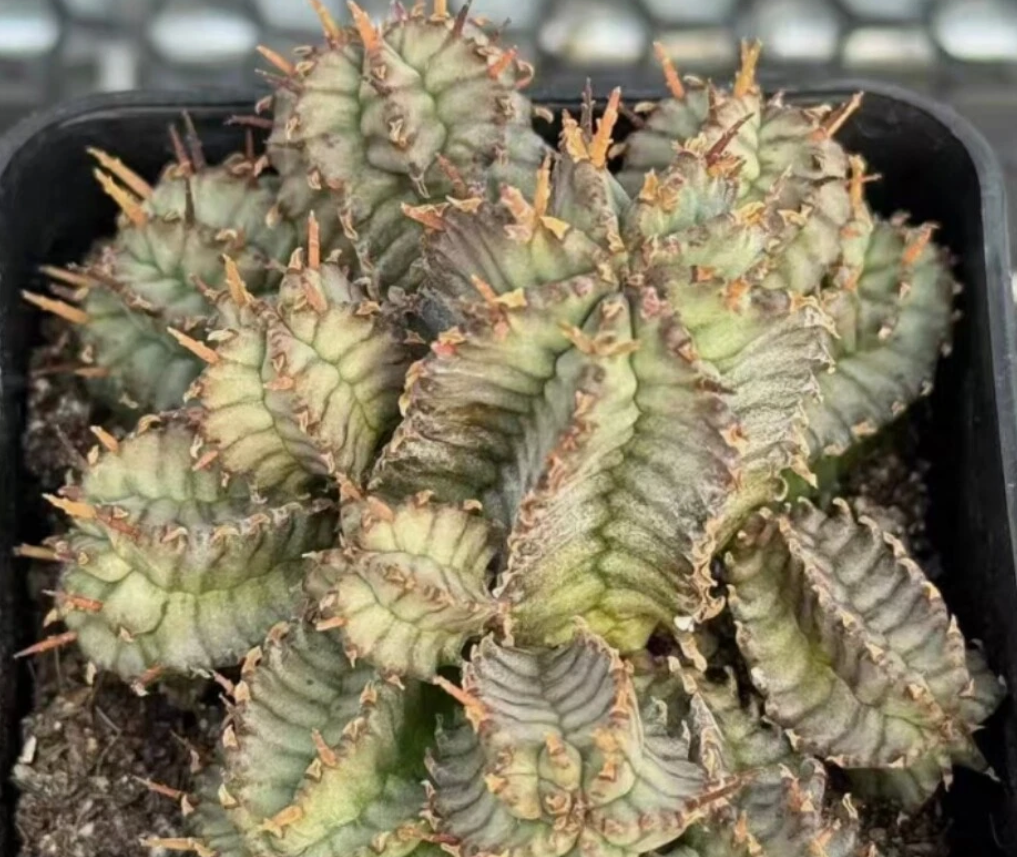 Euphorbia horrida 7 Pieces Seeds