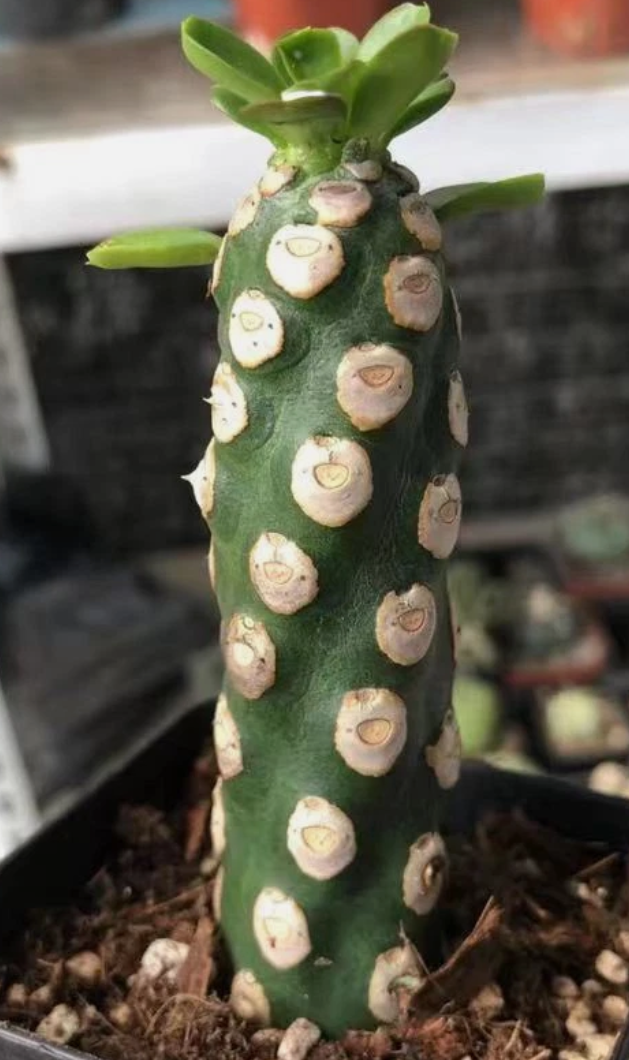 Euphorbia royleana Boiss 7 Pieces Seeds