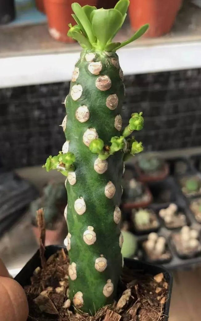 Euphorbia royleana Boiss 7 Pieces Seeds