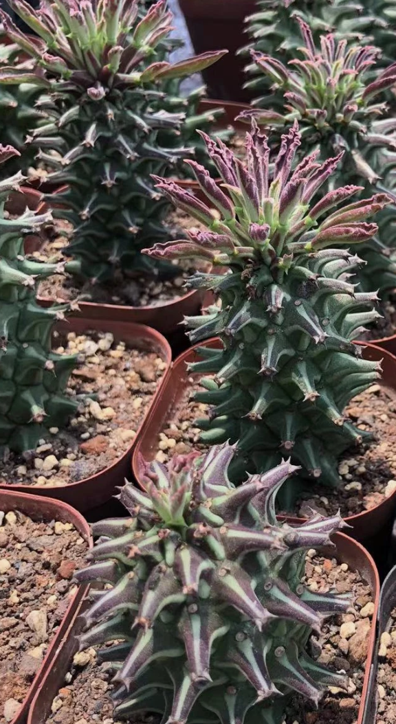 Monadenium guentheri 5 Pieces Seeds
