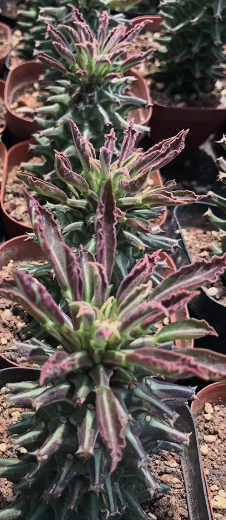 Monadenium guentheri 5 Pieces Seeds