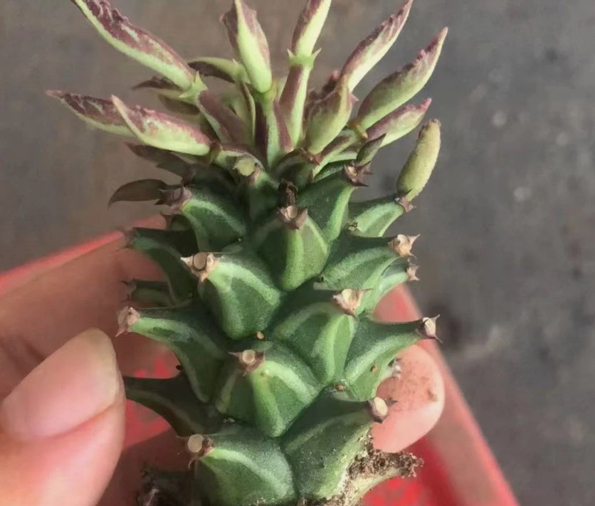 Monadenium guentheri 5 Pieces Seeds
