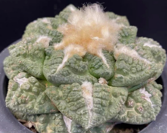Ariocarpus furfuraceus magnificus 10 Pieces Seeds