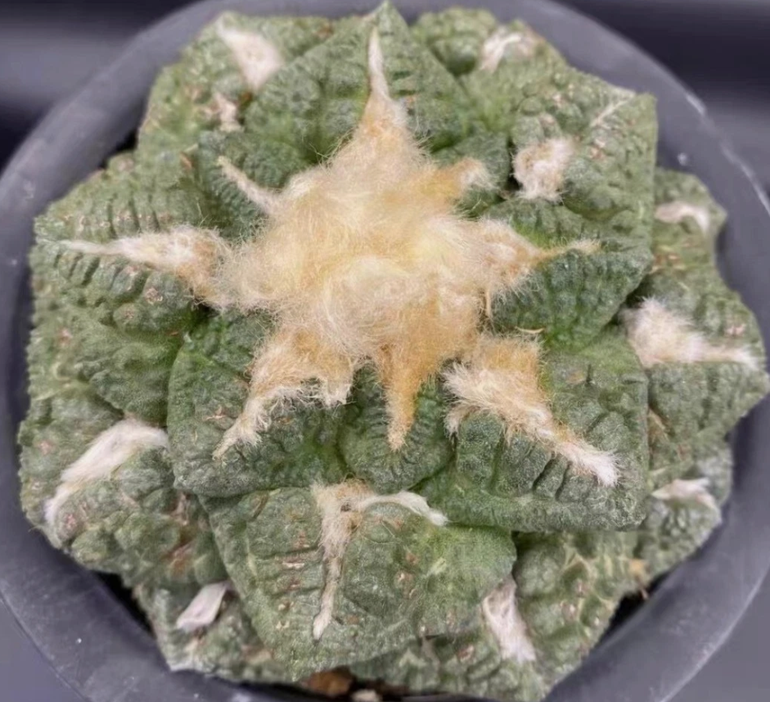 Ariocarpus furfuraceus magnificus 10 Pieces Seeds