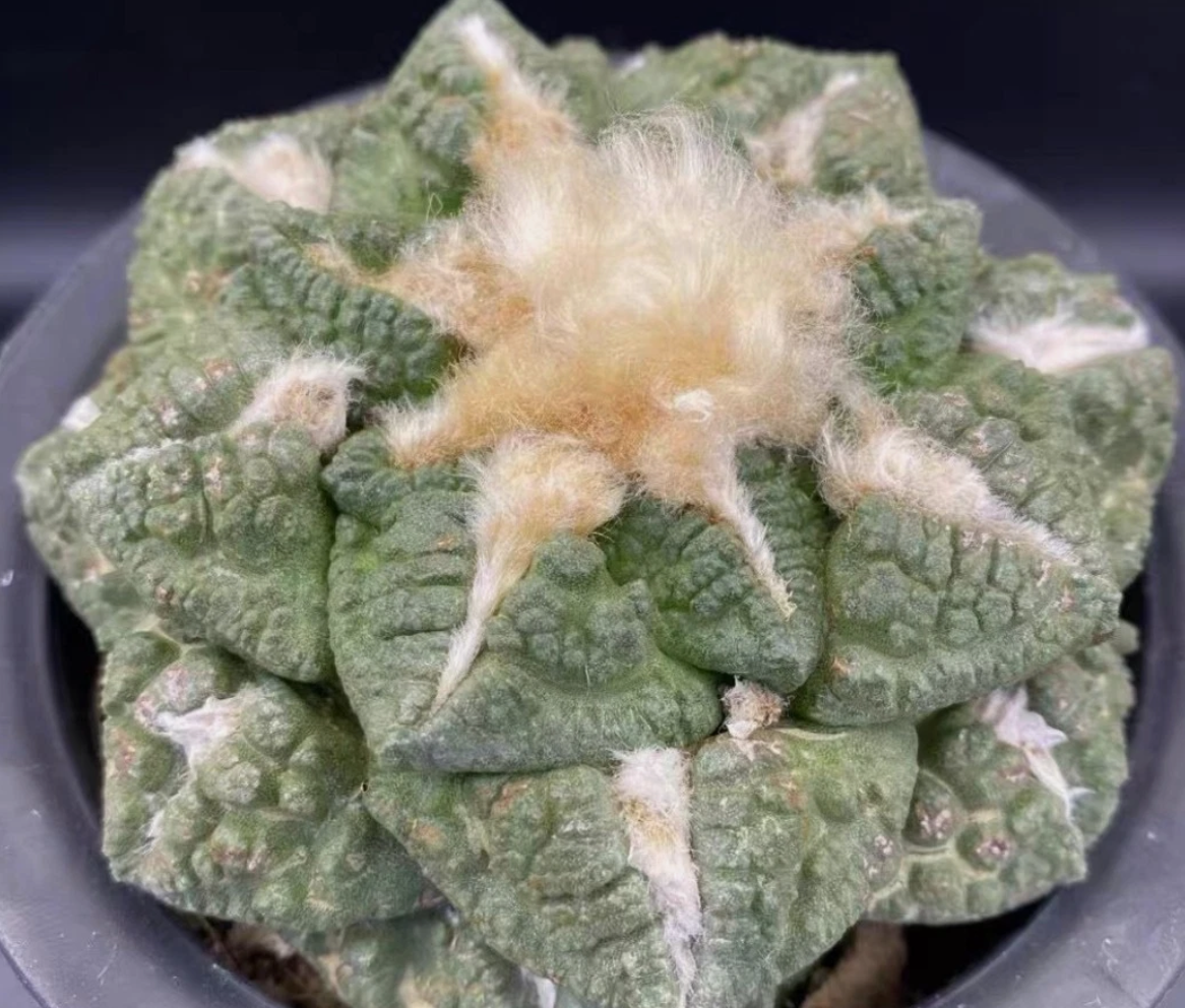 Ariocarpus furfuraceus magnificus 10 Pieces Seeds
