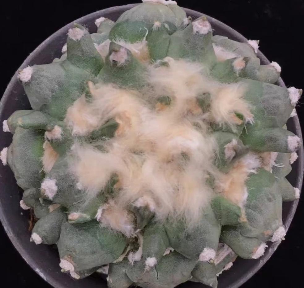 Ariocarpus retusus cv. Three Finger 10 Pieces Seeds