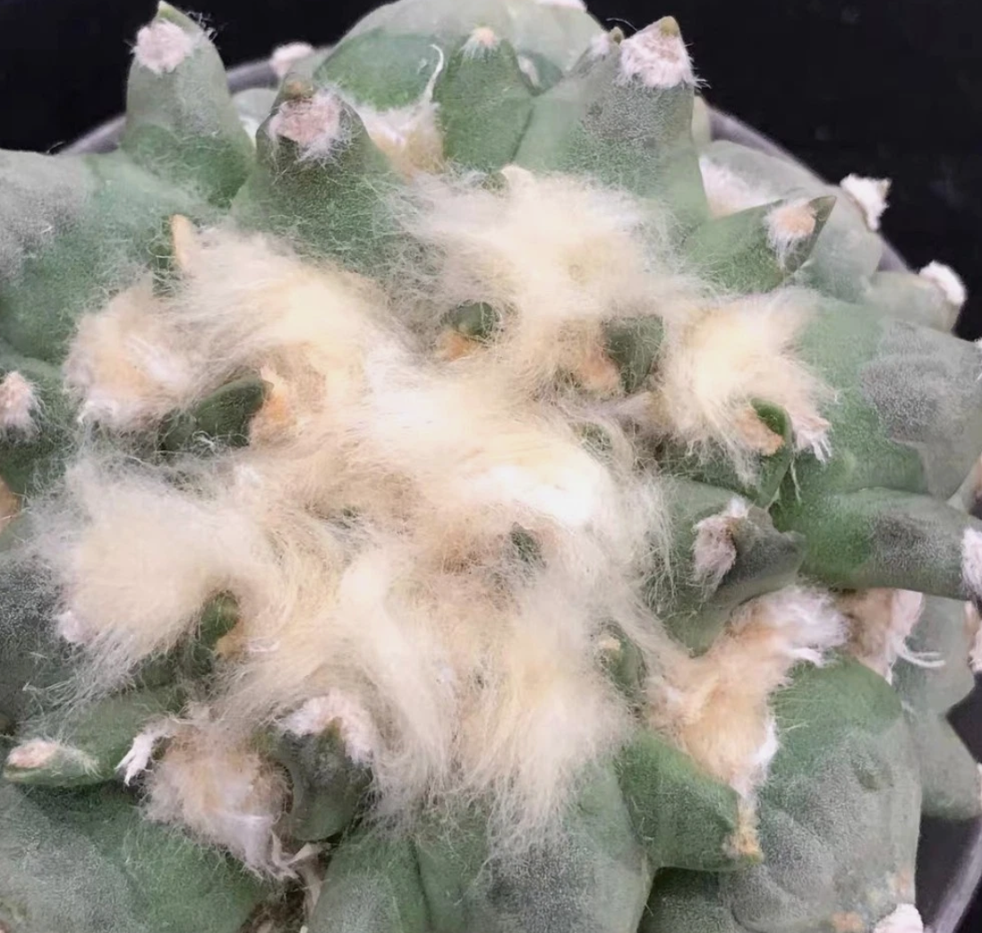 Ariocarpus retusus cv. Three Finger 10 Pieces Seeds