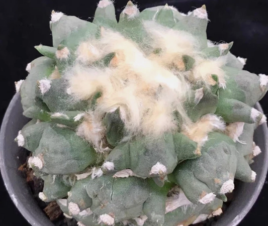 Ariocarpus retusus cv. Three Finger 10 Pieces Seeds