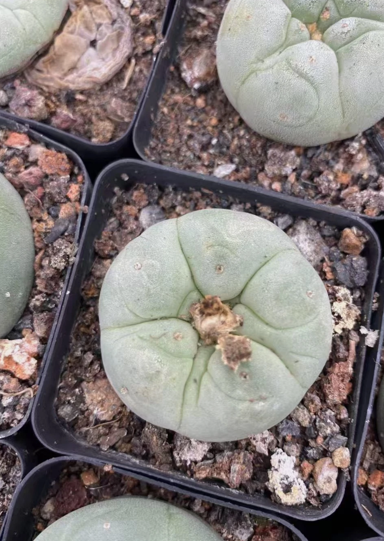 Lophophora Fricii cv. "Super White" 10 Pieces Seeds