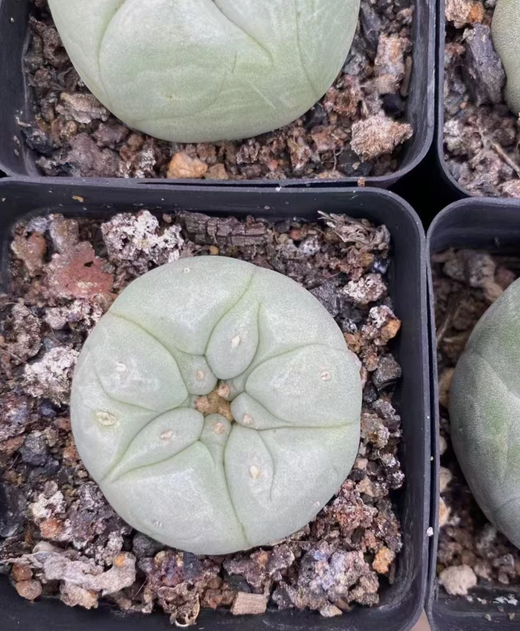 Lophophora Fricii cv. "Super White" 10 Pieces Seeds