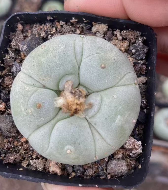 Lophophora Fricii cv. "Super White" 10 Pieces Seeds