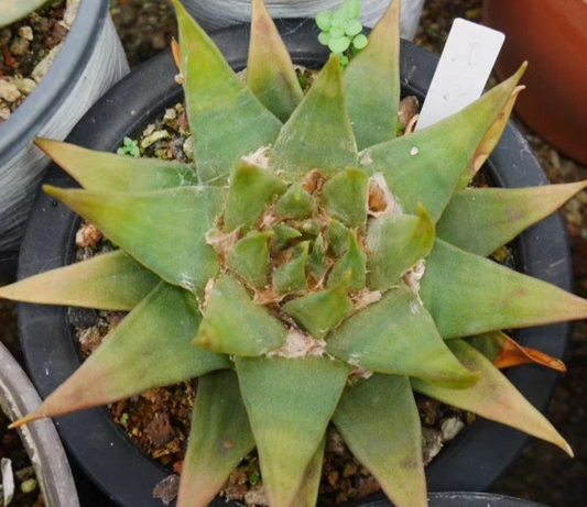 Ariocarpus retusus subsp. trigonus 10 Pieces Seeds