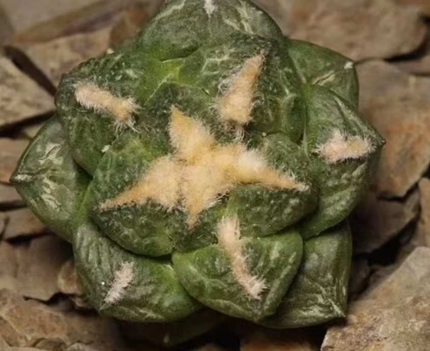 Ariocarpus fissuratus var. lloydii 10 Pieces Seeds