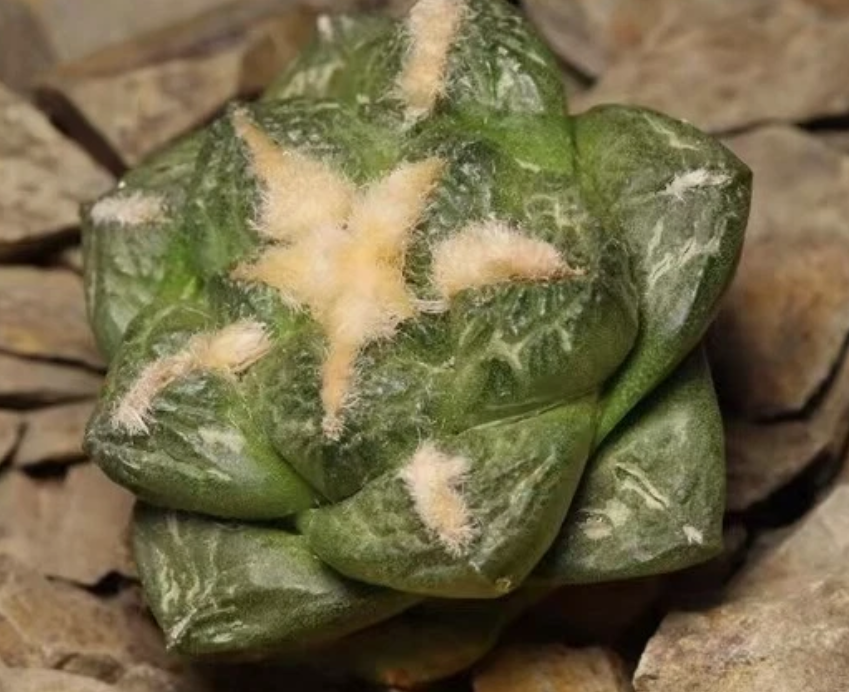 Ariocarpus fissuratus var. lloydii 10 Pieces Seeds