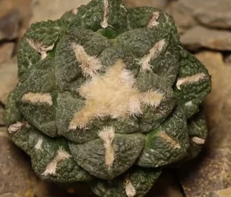 Ariocarpus fissuratus var. lloydii 10 Pieces Seeds